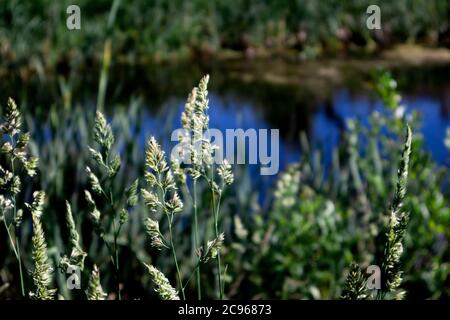 Punte di erba perenne phleum pratense vicino contro piccolo stagno rurale con riflesso cielo blu Foto Stock