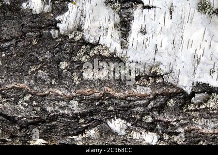 Vista ravvicinata della struttura naturale della corteccia di betulla bianca o dello sfondo Foto Stock