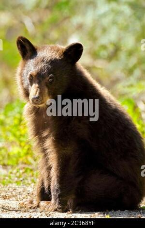 Carino Black Bear Cub, cannella colorato, guardando curioso, ritratto closeup Foto Stock