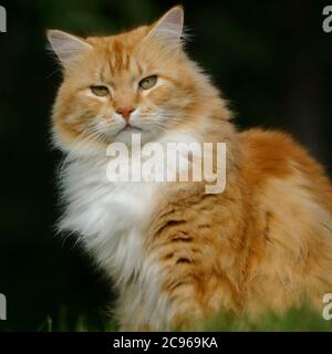 Bel tabby Tom Cat Ginger e petto bianco seduta in erba, ritratto Foto Stock