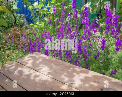 Closeup di un tavolo rustico in legno rosso grezzo in primo piano e delphinium viola consolida (Consolida regalis) fiori sullo sfondo fioritura. Foto Stock