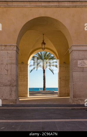 Palma unica a Promenade des Anglais visto da Cours Saleya, Nizza, Costa Azzurra, Francia, Europa Foto Stock