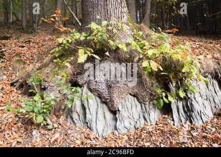 Albero singolo su una roccia nella foresta tedesca vicino a Remscheid Foto Stock