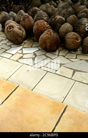 Colpo verticale di noci di cocco essiccate su un pavimento piastrellato Foto Stock