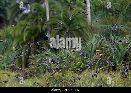 Piccione verde africano (Treron calvus) gregge. Parco Nazionale Odzala-Kokoua, Repubblica del Congo. Foto Stock