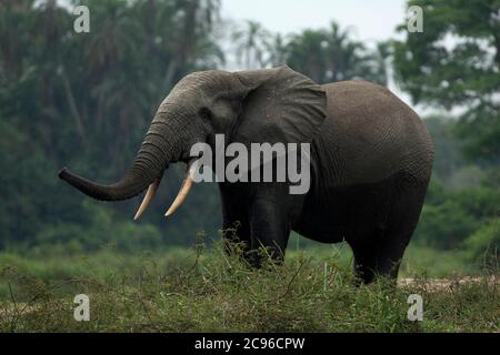 Elefante della foresta africana (Loxodonta cyclotis). Parco Nazionale Odzala-Kokoua, Repubblica del Congo. Foto Stock