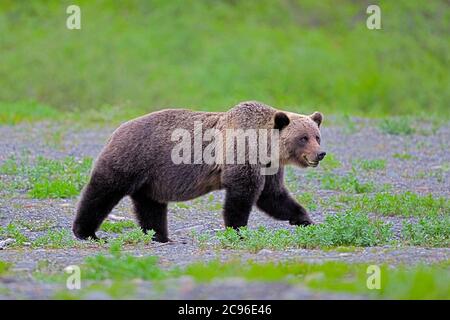 Femmina Grizzly Bear Walking, Coastal Mountains, British Columbia CAN Foto Stock