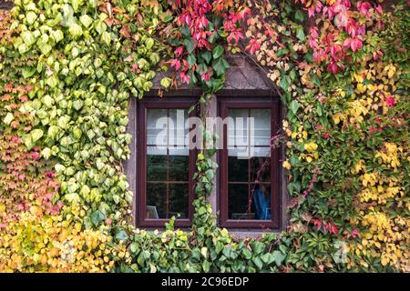 Hathersage, UK – 21 Ott 2016: Foglie d'edera d'autunno colorate rosso, giallo e verde che incorniciano una finestra inglese Cottage alla A6187 Sheffield Road Foto Stock