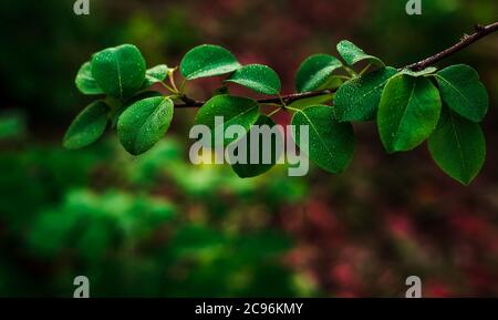 Gocce di pioggia su uno sfondo di foglie verdi di natura. Spazio per il testo Foto Stock