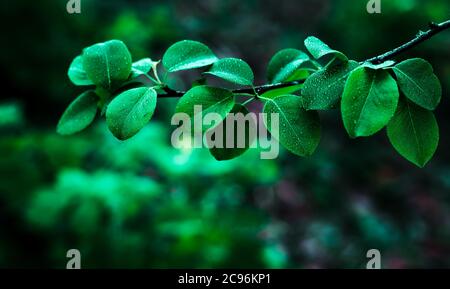 Gocce di pioggia su uno sfondo di foglie verdi di natura. Spazio per il testo Foto Stock