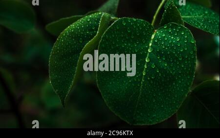 Gocce di pioggia su uno sfondo di foglie verdi di natura. Spazio per il testo Foto Stock