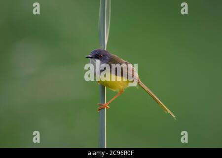 Un uccello selvatico che si muove sulla prateria alla luce del mattino. Foto Stock