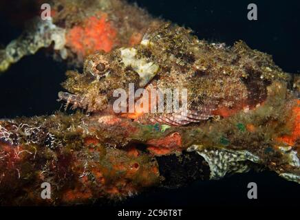 Scorpione, Scorpaenopsis oxycephala, Tulamben, Bali, Indonesia Foto Stock