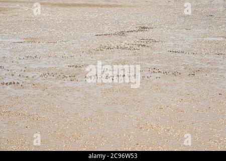 Mictiris longicarpus granchi di soldato blu chiaro Australia Foto Stock