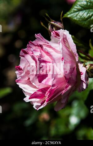Rose Scentimental in un giardino. Foto Stock