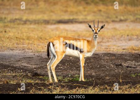 Il gazelle Thomson maschio sta guardando la macchina fotografica Foto Stock