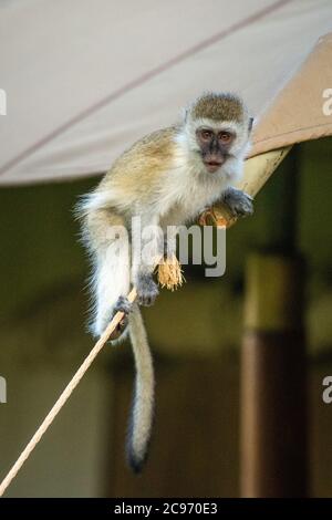 La scimmia Vervet si trova sulla telecamera a fune Foto Stock