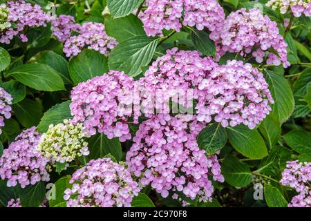 Idrangea rosa con testa mop, 'Ayeshaa' in un giardino inglese. Foto Stock