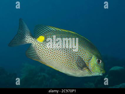 Sella d'oro Rabbitfish, Siganus guttatus, sulla barriera corallina, Tulamben, Bali, Indonesia Foto Stock