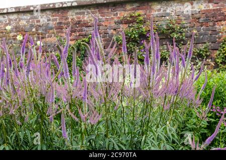 Porpora Veronica Spicata stabilì piante in fiore al confine erbaceo. Foto Stock