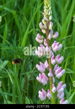 lupino di bigleaf, lupino di molti-lievitati, lupino di giardino (Lupinus polyphyllus), ape bumble che si avvicina lupino fiorente, Norvegia, Akershus, Gardermoen Foto Stock