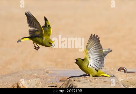 Verdino occidentale (Carduelis chloris, Chloris chloris), due verdini occidentali in lotta, Spagna Foto Stock