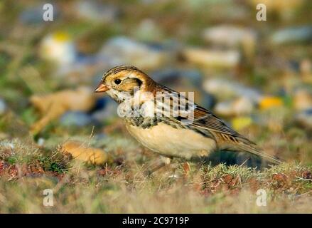 Lapponia Bunting (Calcarius lapponicus), maschile a terra, vista laterale, Regno Unito, Inghilterra, Norfolk Foto Stock