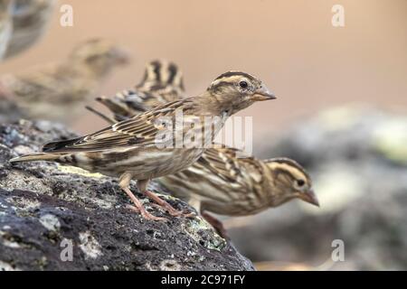 Passera di roccia (Passer petronia, Petronia petronia), truppa che perching su un masso, Madeira Foto Stock