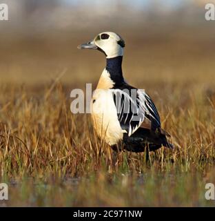 Eider di Steller (Polysticta stelleri), uomo adulto, USA, Alaska Foto Stock