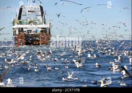 Trawler e enorme gregge di uccelli marini della costa sudafricana nell'Oceano Atlantico. Molti petrelli, shearwaters e albatroses che volano intorno e nuotano sulla superficie., Sudafrica Foto Stock