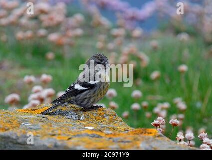 crossbill alato bianco (Loxia leucoptera), femmina che perching su una roccia, Regno Unito, Scozia, Isole Shetland, Sumburgh Head Foto Stock