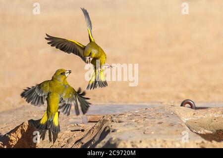 Verdino occidentale (Carduelis chloris, Chloris chloris), due verdini occidentali in lotta, Spagna Foto Stock