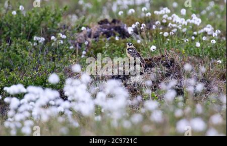 Smith's longspur (Calcarius pictus), maschio adulto che si trova a terra nel suo habitat preferito, USA, Alaska Foto Stock