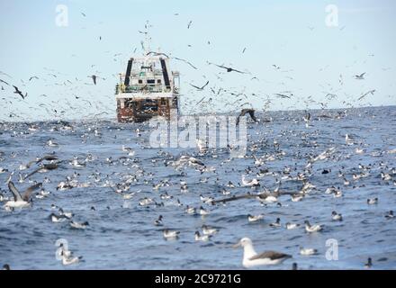 Trawler e enorme gregge di uccelli marini della costa sudafricana nell'Oceano Atlantico. Molti petrelli, shearwaters e albatroses che volano intorno e nuotano sulla superficie., Sudafrica Foto Stock