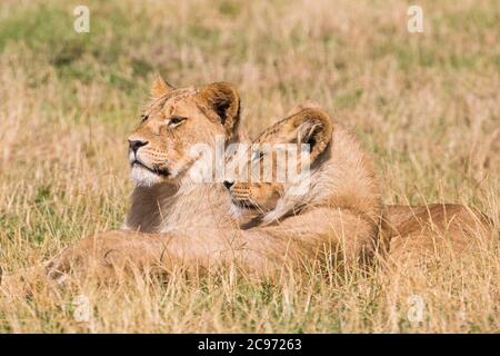 Primo piano di due giovani leoni africani (Panthera leo) che giacciono isolati insieme rilassandosi nell'erba estiva, West Midland Safari Park, Regno Unito. Foto Stock