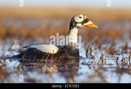 Eider (Somateria fischeri), drake nuoto, vista laterale, Stati Uniti, Alaska Foto Stock