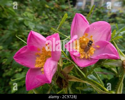 Volata di marmellata (Episyrphus balteatus), su fiore di rosa, Norvegia Foto Stock