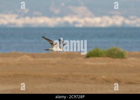peregrine falco (Falco peregrinus), che si snoda lungo la riva del delta dell'Ebro, forse della sottospecie calidus, Spagna, delta dell'Ebro Foto Stock
