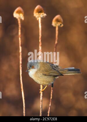 Warbler sardo (Sylvia melanocephala), perching immaturo a infiorescenza secca, vista laterale, Italia, Stagno di Peretola Foto Stock