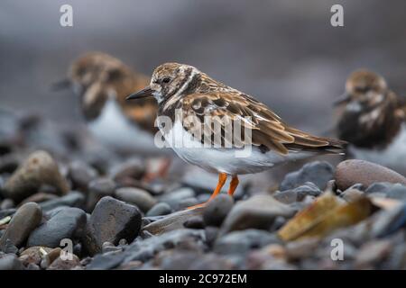 Ruddy turnstone (Arenaria interpres), riposante su terreno pietroso, vista laterale, Madeira Foto Stock