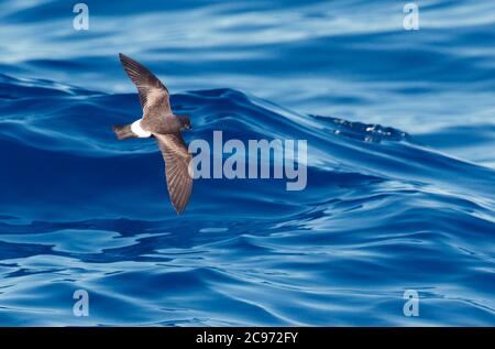 Grant's Storm Petrel, burrone della tempesta, Madeiran Storm Petrel, Harcourt's Storm Petrel (Oceanodroma castro granti), che sorvola la superficie del mare, Portogallo, Azzorre, isola di Graciosa Foto Stock