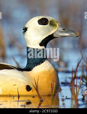 Eider di Steller (Polysticta stelleri), uomo adulto nuotante, ritratto, USA, Alaska Foto Stock
