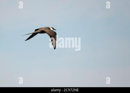 skua a coda lunga (Stercorarius longicaudus), seconda estate in volo, Spagna Foto Stock