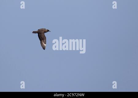 Grande skua (Stercorarius skua, Catharacta skua), secondo anno Grande Skua in volo, Spagna Foto Stock