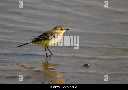 Waggtail, Yellow Waggtail (Motacilla fava flavissima, Motacilla flavissima), donna in posizione bassa, vista laterale, Regno Unito, Inghilterra, Norfolk Foto Stock