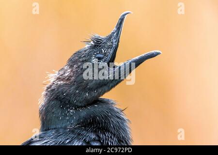 Cormorano pigmeo (Falacrocorax pygmeus, Microcarbo pygmaeus), ritratto a disegno aperto, vista laterale, Italia, piana fiorentina Foto Stock