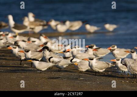 Terna reale africana (Thalasseus maximus albidorsalis, Sternea maxima albidorsalis), gregge in piedi con gabbiani sulla spiaggia, Marocco, Sahara occidentale Foto Stock