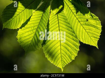 Castagno di cavallo comune (Aesculus hippocastanum), foglia di castagno in controluce, Germania Foto Stock