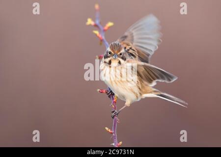 Mazzetto di canna (Emberiza schoeniclus), perches maschili che scagliano su un ramoscello di salice, vista laterale, Italia, Stagno di Peretola Foto Stock