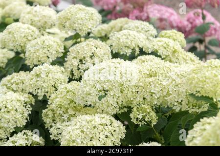 Idrangea selvatica (Hydrangea arborescens 'Invincibelle Limetta', Hydrangea arborescens Invincibelle Limetta), cultivar Invincibelle Limetta Foto Stock